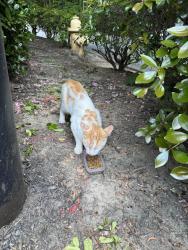 Found/Stray Unknown Cat last seen Around Montclair Elementary , Atlanta, GA 30329