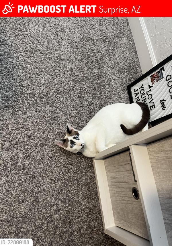 Lost Female Cat last seen W Pat tillman blvd and N 166th Dr, Surprise, AZ 85387