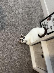 Lost Female Cat last seen W Pat tillman blvd and N 166th Dr, Surprise, AZ 85387