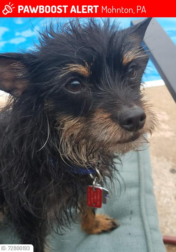 Lost Female Dog last seen Near wyomissing road and rt 625, Mohnton, PA 19540