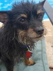 Lost Female Dog last seen Near wyomissing road and rt 625, Mohnton, PA 19540