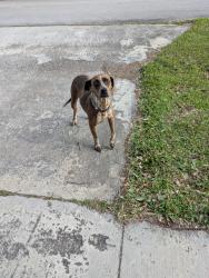 Found/Stray Female Dog last seen Forest hill and Wellington trace, Wellington, FL 33414
