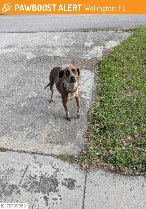 Found/Stray Female Dog last seen Forest hill and Wellington trace, Wellington, FL 33414