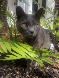 Lost Male Cat last seen Connell Road, Dogwood Road, Gat Creek Road, Barberry Lane, Bedford Road, Clintwood Road, Charleston, WV 25314