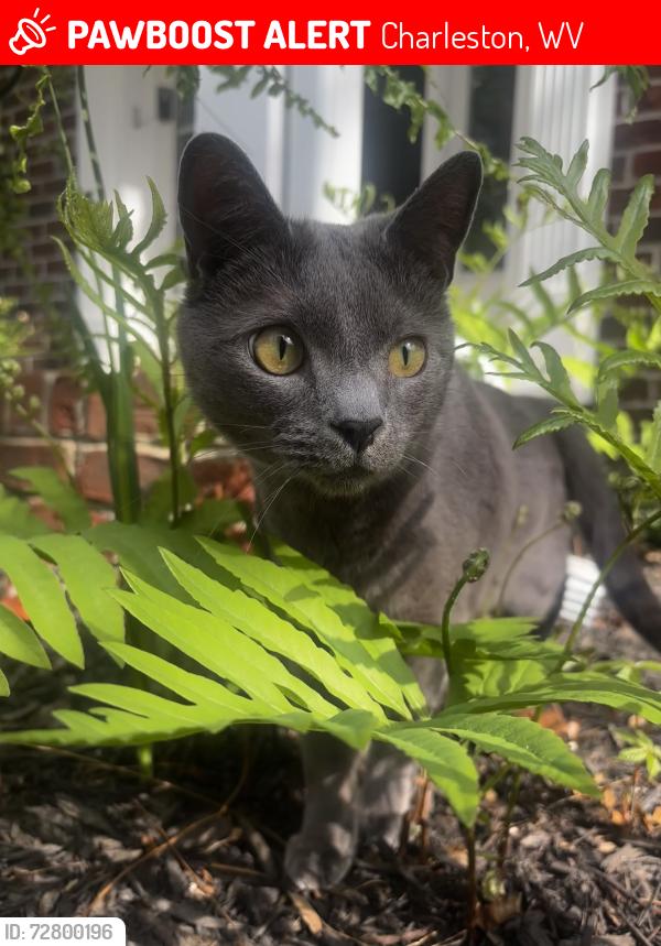 Lost Male Cat last seen Connell Road, Dogwood Road, Gat Creek Road, Barberry Lane, Bedford Road, Clintwood Road, Charleston, WV 25314