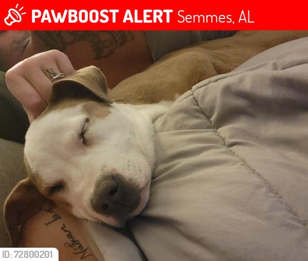 Lost Female Dog last seen Howells ferry rd, light hse assembly church, Semmes, AL 36575