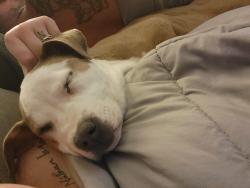 Lost Female Dog last seen Howells ferry rd, light hse assembly church, Semmes, AL 36575