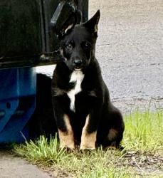 Found/Stray Male Dog last seen Northwestern , Keene, TX 76059