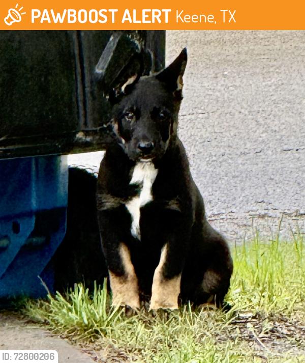 Found/Stray Male Dog last seen Northwestern , Keene, TX 76059