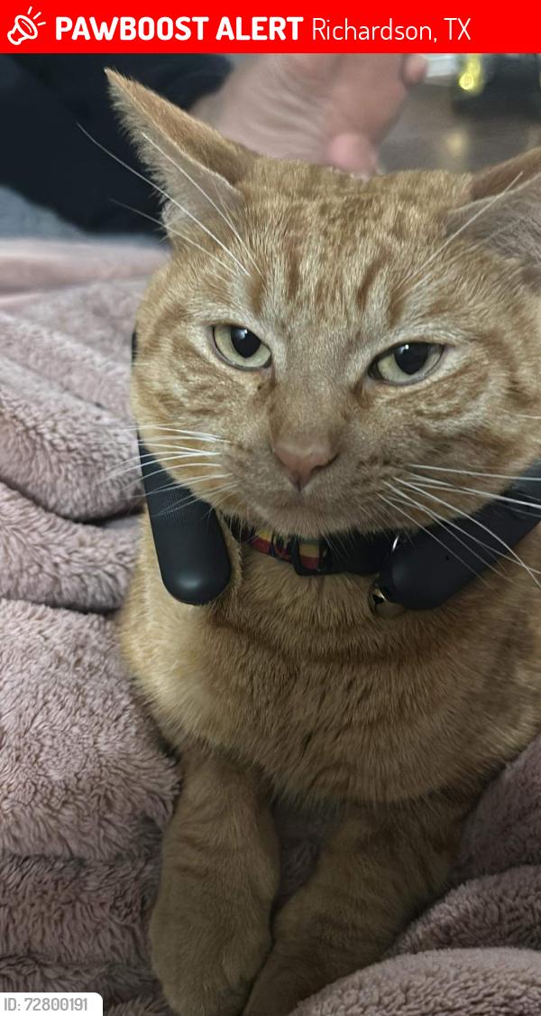 Lost Male Cat last seen Near N Cottonwood , Richardson, TX 75080