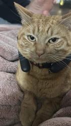 Lost Male Cat last seen Near N Cottonwood , Richardson, TX 75080