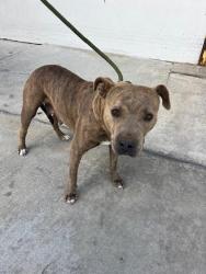 Shelter Stray Female Dog last seen Near BLOCK NE 1ST AVE, Doral, FL 33122
