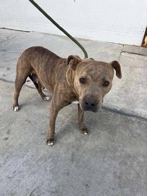 Shelter Stray Female Dog last seen Near BLOCK NE 1ST AVE, Doral, FL 33122