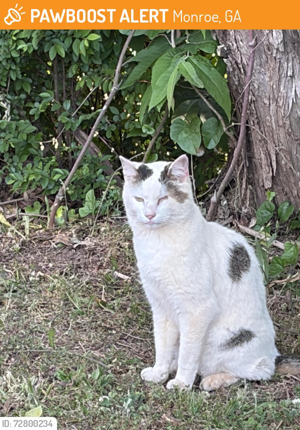 Found/Stray Unknown Cat last seen Monroe library , Monroe, GA 30655