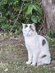 Found/Stray Unknown Cat last seen Monroe library , Monroe, GA 30655