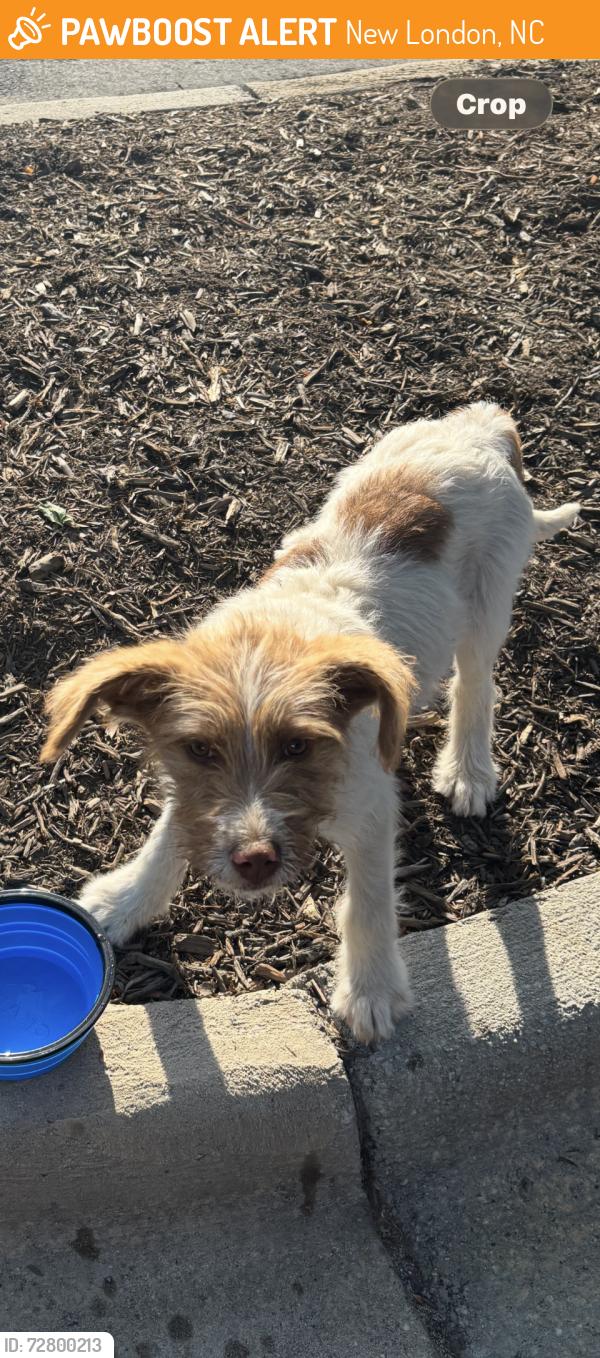 Found/Stray Female Dog last seen New London Park, New London, NC 28127
