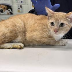 Shelter Stray Female Cat last seen , Los Angeles, CA 90047