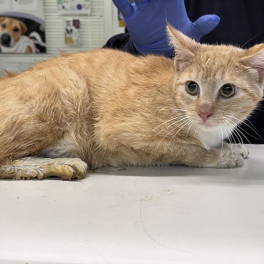 Shelter Stray Female Cat last seen , Los Angeles, CA 90047