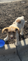 Found/Stray Female Dog last seen New London Park, New London, NC 28127