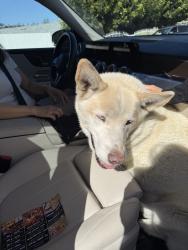 Found/Stray Male Dog last seen Viewpoint Dr & Keen Dr, San Diego, CA 92139