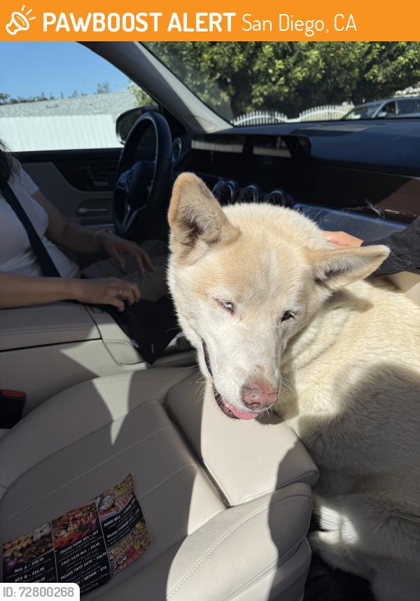 Found/Stray Male Dog last seen Viewpoint Dr & Keen Dr, San Diego, CA 92139