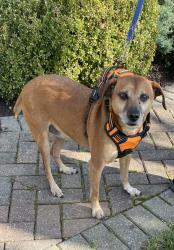 Found/Stray Male Dog last seen Near Woodside Bible Church, Troy, MI 48085