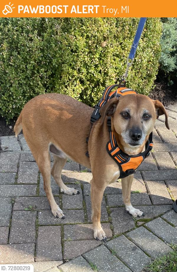 Found/Stray Male Dog last seen Near Woodside Bible Church, Troy, MI 48085