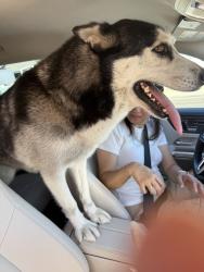 Found/Stray Unknown Dog last seen Viewpoint Dr & Keen Dr, San Diego, CA 92139