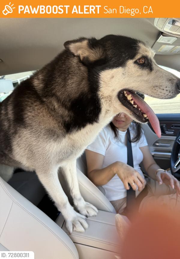 Found/Stray Unknown Dog last seen Viewpoint Dr & Keen Dr, San Diego, CA 92139