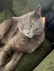 Lost Male Cat last seen West Main and heindel Ave , Windsor, PA 17366