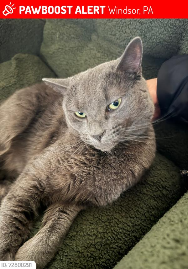 Lost Male Cat last seen West Main and heindel Ave , Windsor, PA 17366