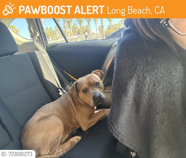 Found/Stray Male Dog last seen West willow and easy ave, Long Beach, CA 90810