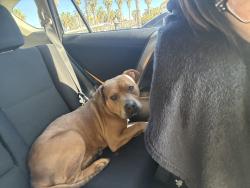 Found/Stray Male Dog last seen West willow and easy ave, Long Beach, CA 90810