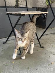 Found/Stray Unknown Cat last seen San juan and 6th in Venice, Los Angeles, CA 90291