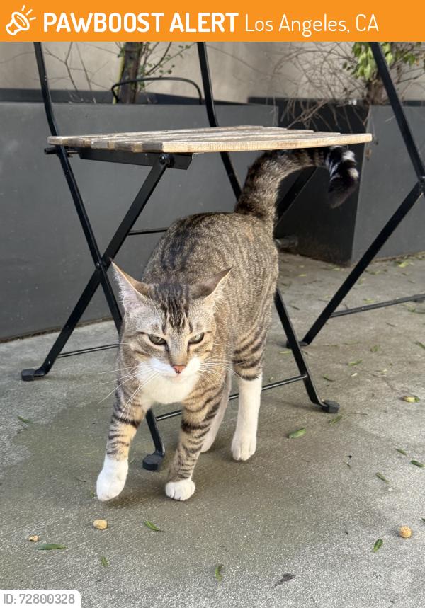 Found/Stray Unknown Cat last seen San juan and 6th in Venice, Los Angeles, CA 90291