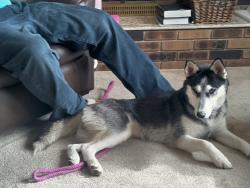 Lost Female Dog last seen Near w 3725 s, Roy, UT 84067