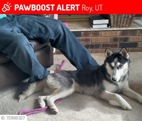 Lost Female Dog last seen Near w 3725 s, Roy, UT 84067