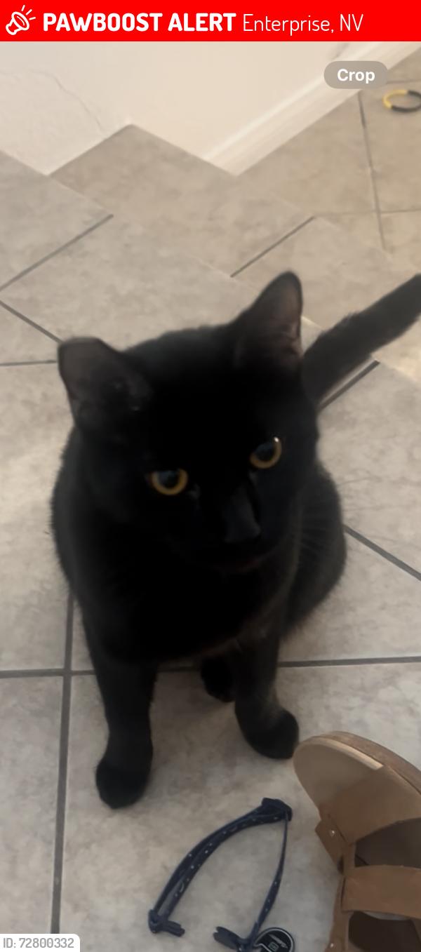 Lost Male Cat last seen Warm springs and Torrey Pines, Enterprise, NV 89139