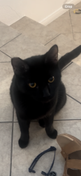 Lost Male Cat last seen Warm springs and Torrey Pines, Enterprise, NV 89139