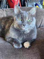 Lost Female Cat last seen Renaissance Pl & Langston Dr, Cedar Hill, TX 75104