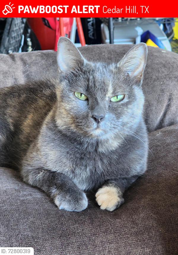 Lost Female Cat last seen Renaissance Pl & Langston Dr, Cedar Hill, TX 75104