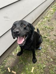Found/Stray Male Dog last seen Yale st, Houston, TX 77022