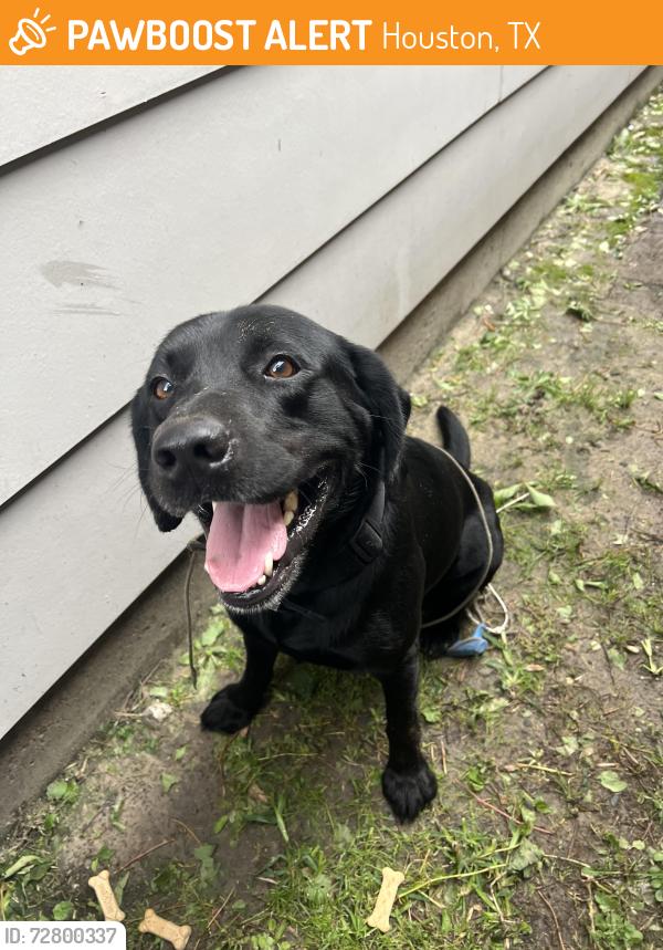 Found/Stray Male Dog last seen Yale st, Houston, TX 77022