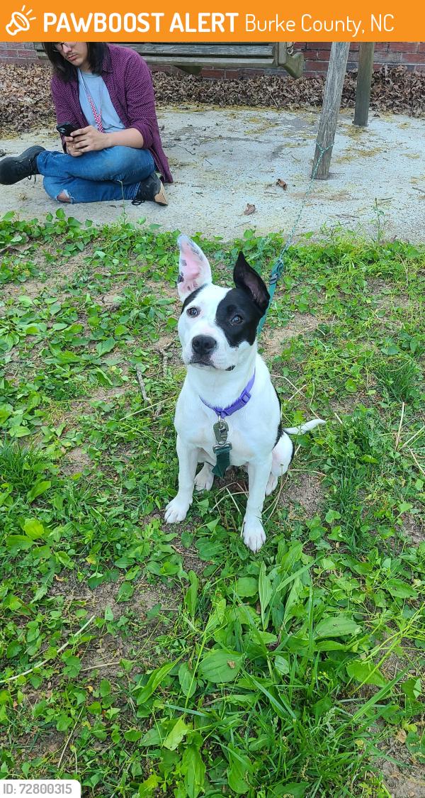Found/Stray Female Dog last seen Found crossing HWY 18 in front of Antioch Gas Station, Burke County, NC 28655