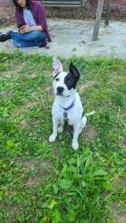 Found/Stray Female Dog last seen Found crossing HWY 18 in front of Antioch Gas Station, Burke County, NC 28655