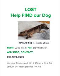 Lost Male Dog last seen 21st street, Philadelphia, PA 19138