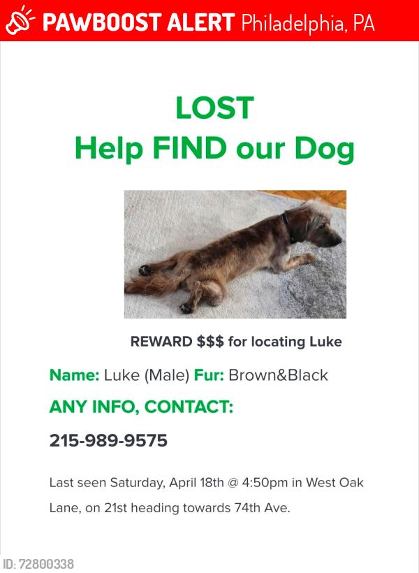 Lost Male Dog last seen 21st street, Philadelphia, PA 19138