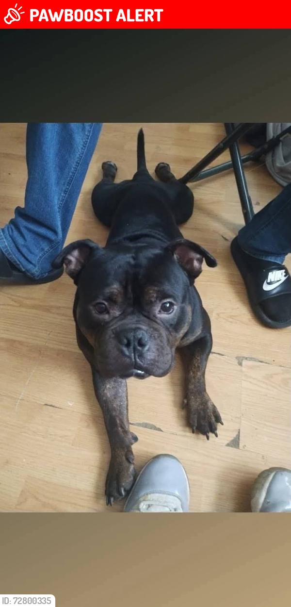 Lost Male Dog last seen Meadow park dr and Gibbs white settlement tx , White Settlement, TX 76108