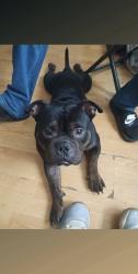Lost Male Dog last seen Meadow park dr and Gibbs white settlement tx , White Settlement, TX 76108