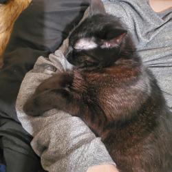 Lost Female Cat last seen S 10th st and Monroe , Spokane, WA 99204